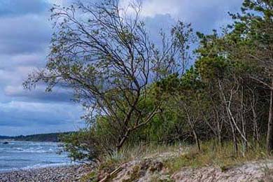 Cloud9国际对抗表现获肯定，cloud9是哪个国家的战队